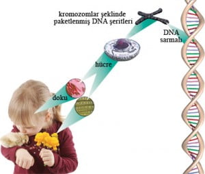 hamilelik-dna-etkisi Hamilelikle sağlıksız beslenmenizin çocuğunuzun dnasına olan etkisi